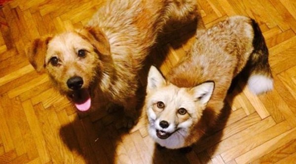 dog and a fox