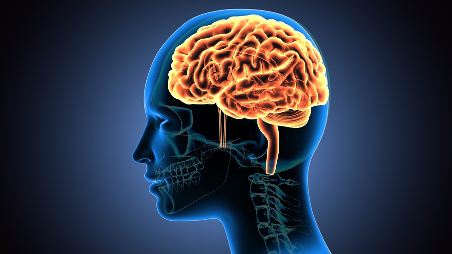Automatic Functions Of The Brain – LPPYNU