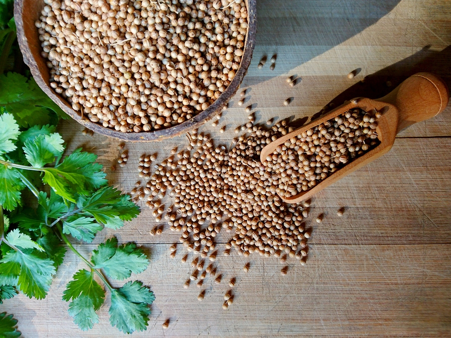 Potent Health Benefits Of Cilantro And Coriander Seed